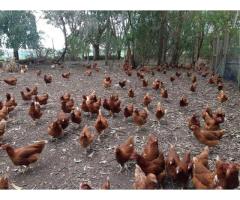 Layer / Point of Lay Chickens for sale - Whatsapp +27655406895