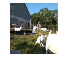 Savannah Goats and Dairy Saanen Goats / Whatsapp +27655406895