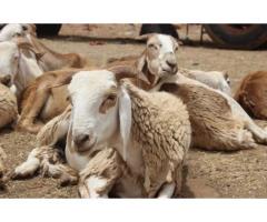 PURE BREED AWASSAI SHEEP/LAMB WHATSAPP +27632431669