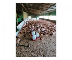 Point Of Lay Hens and Table Eggs - Whatsapp +27832458210