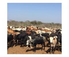 Nguni Cattle and Nguni Calves for sale / Whatsapp +27832458210