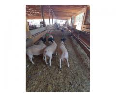 Merino and Dorper sheeps for sale/ Whatsapp +27832458210