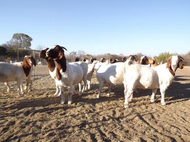 Boer Goats and Kalahari Red Goats - Whatsapp +27832458210