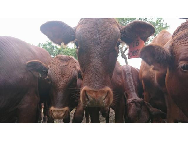 Bonsmara Cattle and Bonsmara Calves - Whatsapp +27832458210