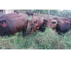 Bonsmara Cattle and Bonsmara Calves - Whatsapp +27832458210