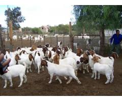 Boer goats available