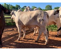Beef and Dairy cattle for sale