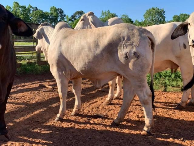 Bonsmara,Brahman and Nguni cattle for sale