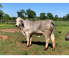 Bonsmara,Brahman and Nguni cattle for sale