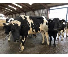 Holstein Friesian and Jersey Cows for sale