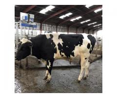 Holstein Friesian and Jersey Cows for sale