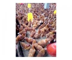Hybrid layer chickens and fresh farm eggs for sale