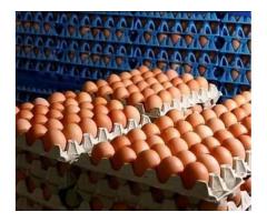 Hybrid layer chickens and fresh farm eggs for sale