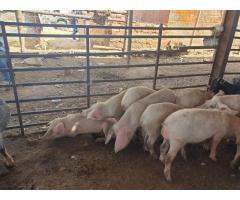 Large white pigs for sale