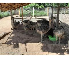 Home Breed ostrich chicks and eggs available