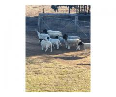 Dorper Sheep Ready for sale