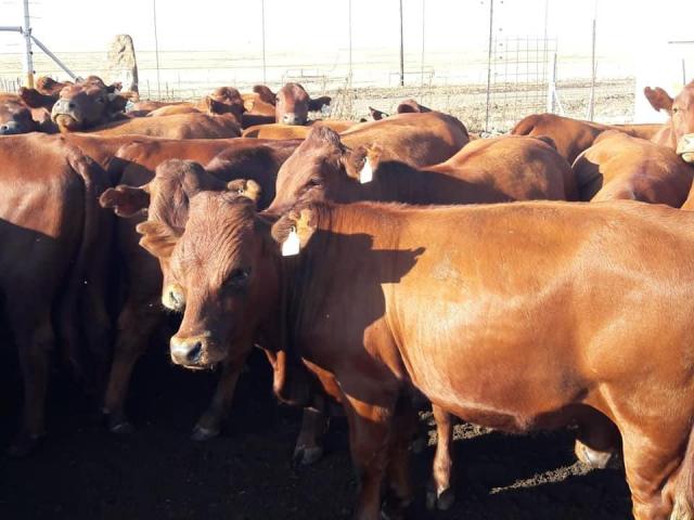 Bonsmara Heifers and Bulls for sale