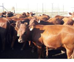 Bonsmara Heifers and Bulls for sale