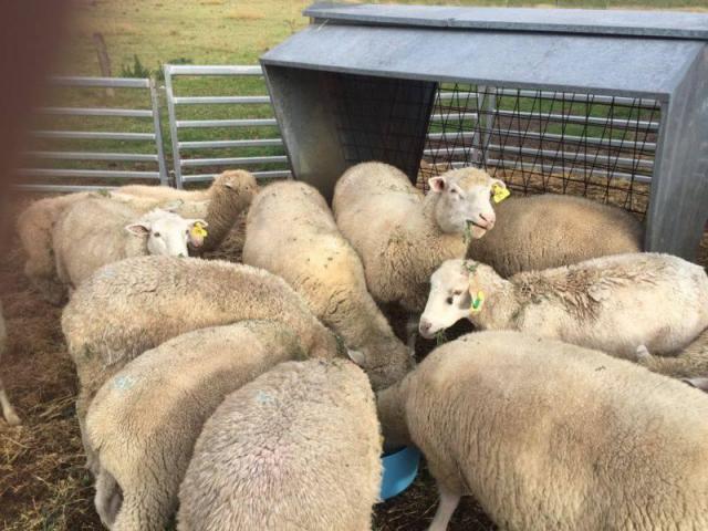 Merino Lambs available