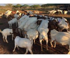 Boer and Kalahari Red goats - Whatsapp 0767975909