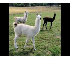 Llamas/Alcapas For Sale whatsapp +27734531381