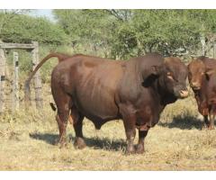Bonsmara cattle and young calves