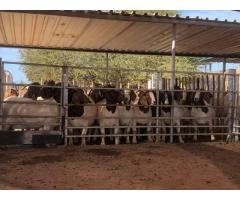 Boer Goats Stock available