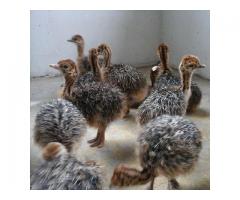 Ostrich Chicks and Fertile Eggs