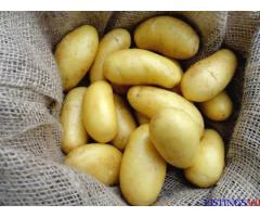 Wholesale Fresh Potatoes - Premium Quality, Competitive Prices